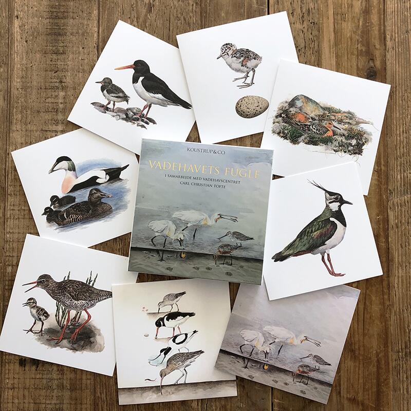 Set de 8 Postales  - Pájaros de Vadehavet